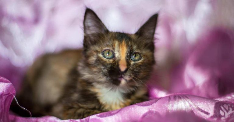 Professional Cat Mating Service in Dhaka: A Complete Guide to Safe and Responsible Breeding